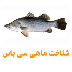 تصویر 1 از بهترین ماهی سی باس صادراتی ایران + قیمت خرید عالی